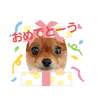ポメりおちゃんの日常スタンプ3（個別スタンプ：2）