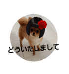 ポメりおちゃんの日常スタンプ3（個別スタンプ：5）
