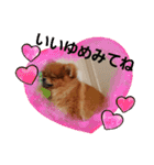 ポメりおちゃんの日常スタンプ3（個別スタンプ：10）