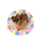 ポメりおちゃんの日常スタンプ3（個別スタンプ：11）