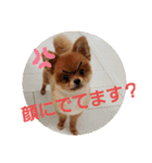 ポメりおちゃんの日常スタンプ3（個別スタンプ：13）