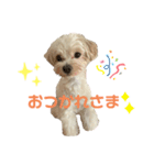 ぽんぽんすたんぷ2（個別スタンプ：4）