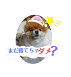 ポメラニアン、ラブの日々4（個別スタンプ：2）