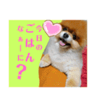 ポメラニアン、ラブの日々4（個別スタンプ：13）