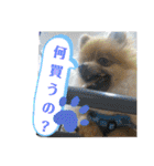 ポメラニアン、ラブの日々4（個別スタンプ：16）