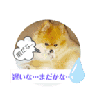 ポメラニアン、ラブの日々4（個別スタンプ：17）