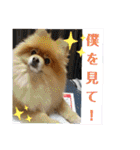 ポメラニアン、ラブの日々4（個別スタンプ：26）