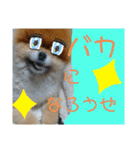 ポメラニアン、ラブの日々4（個別スタンプ：31）