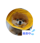 ポメラニアン、ラブの日々4（個別スタンプ：33）