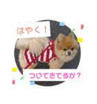 ポメラニアン、ラブの日々4（個別スタンプ：34）