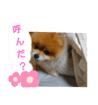 ポメラニアン、ラブの日々4（個別スタンプ：38）