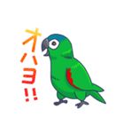 コミドリコンゴウインコの日常（個別スタンプ：9）