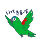 コミドリコンゴウインコの日常（個別スタンプ：22）