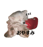 うちのワンちゃんシリーズ 2（モカとミル）（個別スタンプ：2）
