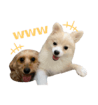 うちのワンちゃんシリーズ 2（モカとミル）（個別スタンプ：3）
