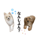 うちのワンちゃんシリーズ 2（モカとミル）（個別スタンプ：4）