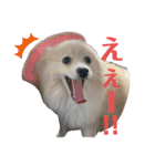 うちのワンちゃんシリーズ 2（モカとミル）（個別スタンプ：8）
