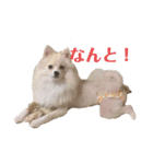 うちのワンちゃんシリーズ 2（モカとミル）（個別スタンプ：9）