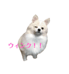 うちのワンちゃんシリーズ 2（モカとミル）（個別スタンプ：10）