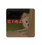 うちのワンちゃんシリーズ 2（モカとミル）（個別スタンプ：11）