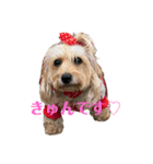 うちのワンちゃんシリーズ 2（モカとミル）（個別スタンプ：14）