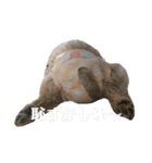 うちのワンちゃんシリーズ 2（モカとミル）（個別スタンプ：16）