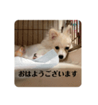 うちのワンちゃんシリーズ 2（モカとミル）（個別スタンプ：17）