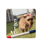 うちのワンちゃんシリーズ 2（モカとミル）（個別スタンプ：18）