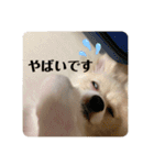 うちのワンちゃんシリーズ 2（モカとミル）（個別スタンプ：19）