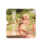 うちのワンちゃんシリーズ 2（モカとミル）（個別スタンプ：20）