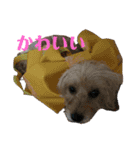 うちのワンちゃんシリーズ 2（モカとミル）（個別スタンプ：22）