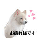 うちのワンちゃんシリーズ 2（モカとミル）（個別スタンプ：23）