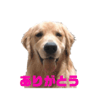 こたろう君。（個別スタンプ：7）