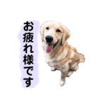 こたろう君。（個別スタンプ：15）