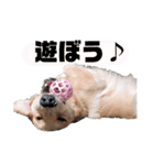 こたろう君。（個別スタンプ：16）