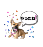 ハイ。小春です。（個別スタンプ：1）