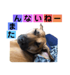 ハイ。小春です。（個別スタンプ：7）