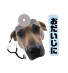 ハイ。小春です。（個別スタンプ：11）