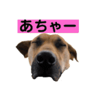 ハイ。小春です。（個別スタンプ：14）