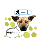 ハイ。小春です。（個別スタンプ：15）