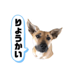 ハイ。小春です。（個別スタンプ：17）