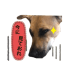 ハイ。小春です。（個別スタンプ：18）