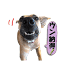 ハイ。小春です。（個別スタンプ：19）