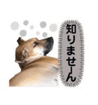 ハイ。小春です。（個別スタンプ：20）