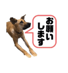 ハイ。小春です。（個別スタンプ：25）