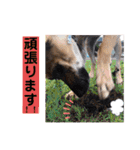 ハイ。小春です。（個別スタンプ：31）