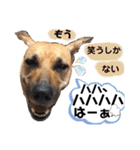 ハイ。小春です。（個別スタンプ：33）