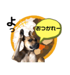 ハイ。小春です。（個別スタンプ：34）