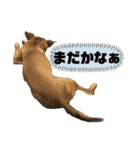 ハイ。小春です。（個別スタンプ：36）
