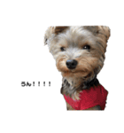 いつでも可愛い愛犬ROCKん（個別スタンプ：1）